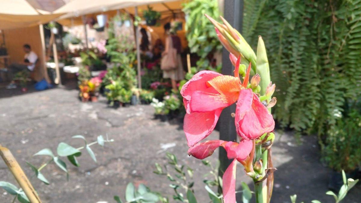 Festival de la planta en Morelia